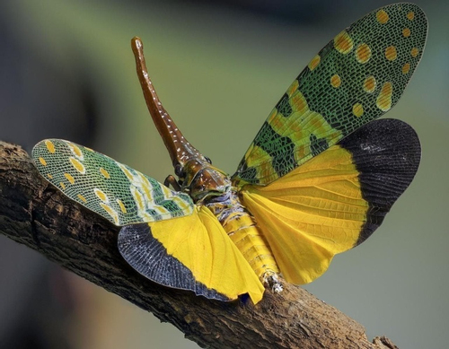 Những loài côn trùng tuyệt đẹp trên trái đất sẽ khiến bạn bất ngờ