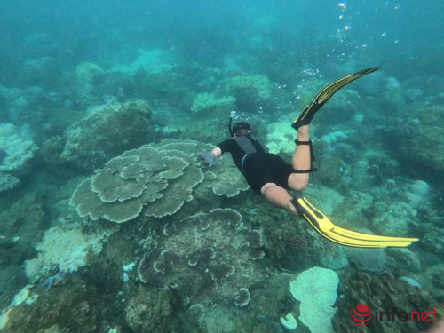 Lặn ngắm san hô ở vùng biển Sơn Trà hiện tại 100% là 'tour chui'