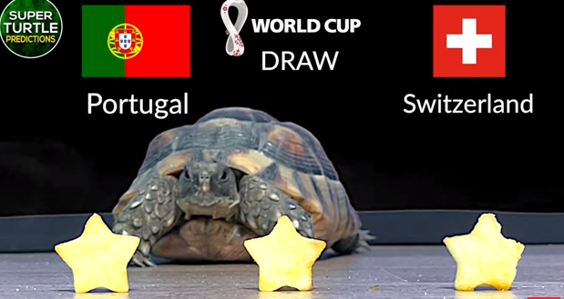 Dự đoán bóng đá World Cup 2022 trận Bồ Đào Nha vs Thụy Sĩ với 'tiên tri thần rùa'