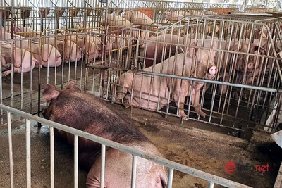 Làm gì để giá lợn hơi ổn định, mang lại lợi nhuận cho các HTX?