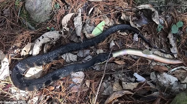 Rắn nuốt chửng lươn nhầy nhụa trong tích tắc