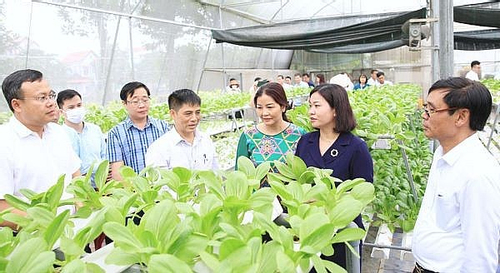 Sóc Sơn: HTX tạo sự chuyển biến trong sản xuất nông nghiệp