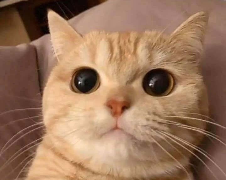 Mèo có chớp mắt hay không?