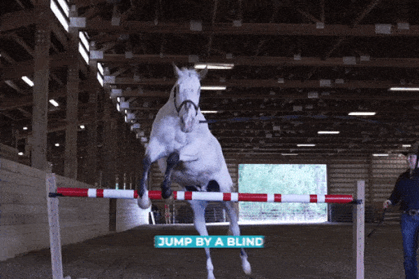 Kinh ngạc con ngựa mù lập 3 kỷ lục thế giới