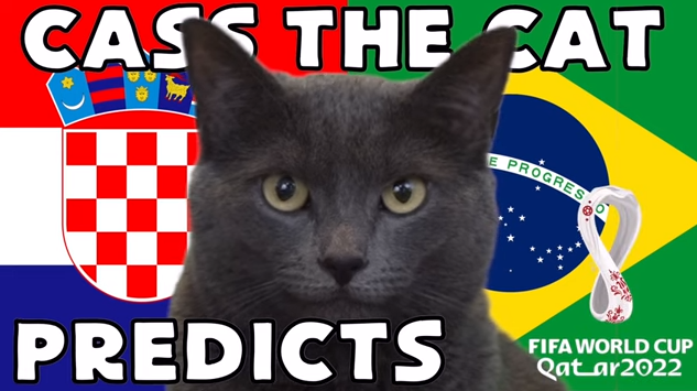Dự đoán bóng đá World Cup 2022 trận Croatia vs Brazil với mèo 'tiên tri'