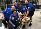 Chú chó nghiệp vụ có kinh nghiệm 10 năm làm việc, đáng yêu nhất nước Mỹ