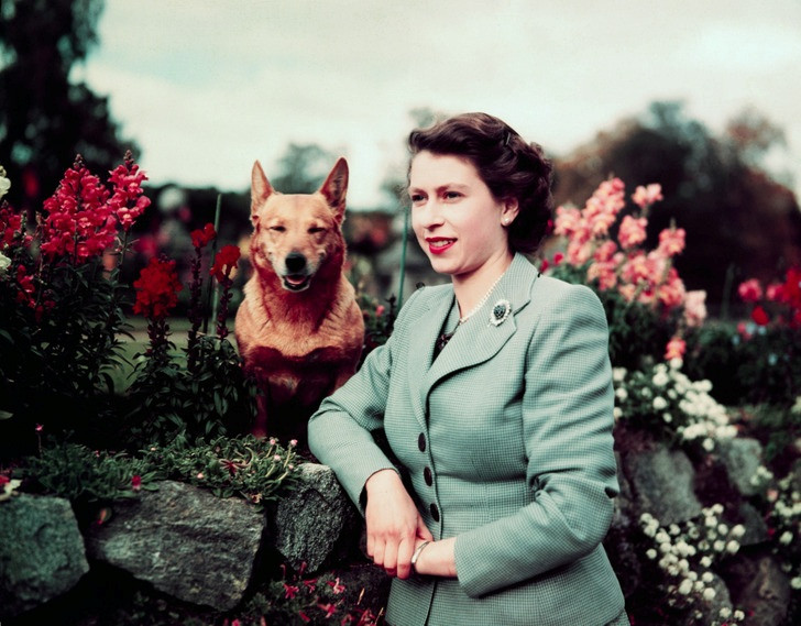 19 hình ảnh chứng minh Nữ hoàng Elizabeth rất yêu động vật