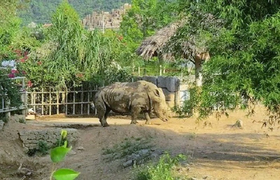 6 con tê giác chết bất thường trong khu sinh thái ở Nghệ An