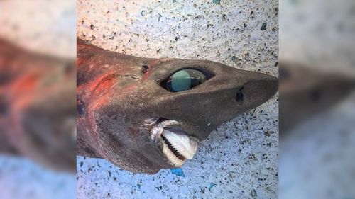 Cá mập kỳ dị với đôi mắt lồi và nụ cười giống con người