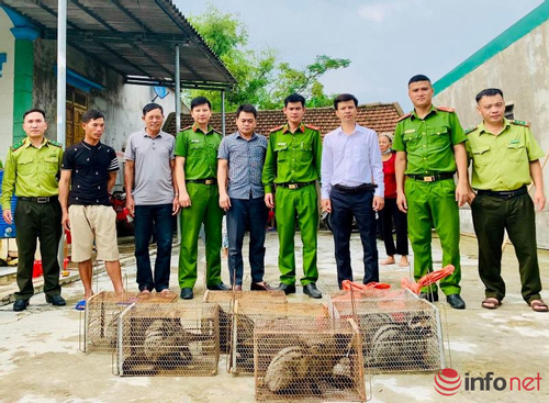 Hà Tĩnh: Tịch thu 9 cá thể cầy vòi hương do người dân nuôi nhốt trái phép