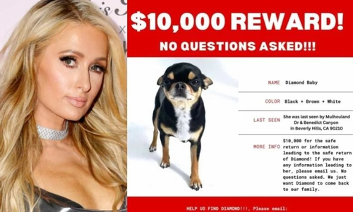 Paris Hilton chi tiền khủng, thuê máy bay không người lái để tìm chó lạc