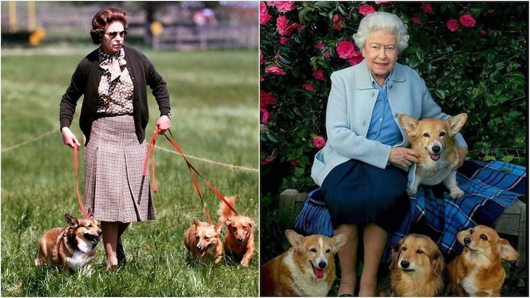 Loài thú cưng cố Nữ hoàng Anh Elizabeth đặc biệt yêu thích tăng giá đột biến