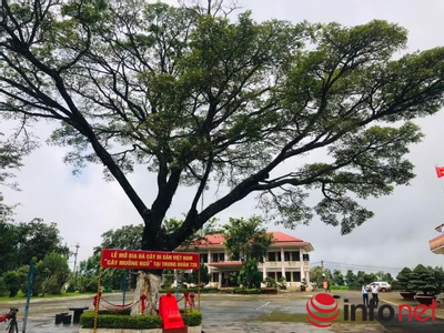 20 cây cổ thụ hàng trăm tuổi trong rừng Thác Mơ vừa được công nhận cây di sản Việt Nam
