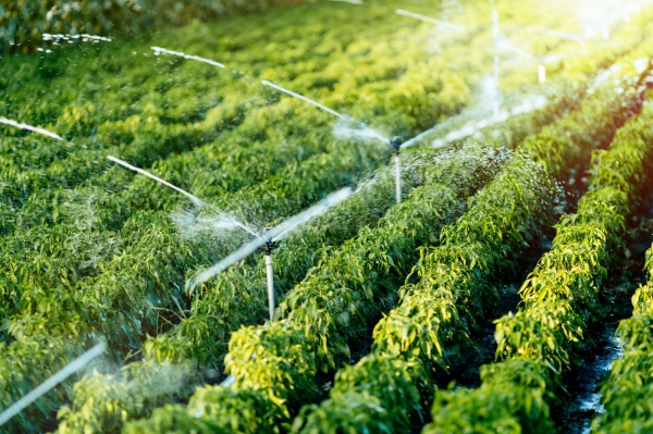 Nền tảng quản trị dữ liệu số giúp nông dân quản lý từ chọn giống đến phân phối nông sản