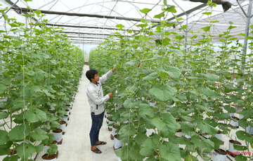 Dự đoán sâu bệnh tại nông trại thông minh bằng hệ thống ứng dụng IoT