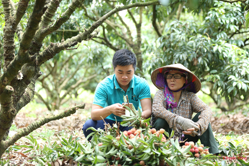 Bộ NN&PTNT cấp và quản lý mã số vùng trồng trực tuyến