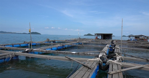 Kiên Giang: Đầu tư phát triển nuôi biển theo hướng an toàn, bền vững