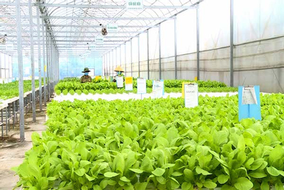 Thanh Hoá tăng cường ứng dụng công nghệ tạo đột phá về năng suất, chất lượng nông sản