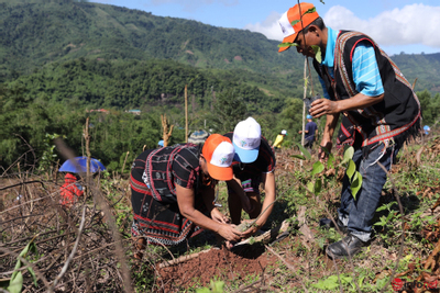 Nghệ An: Trồng rừng nguyên liệu vừa bảo vệ rừng vừa làm giàu