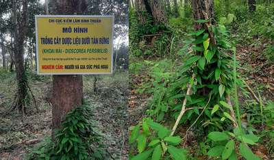 Trồng cây dược liệu dưới tán rừng, vừa bảo vệ vừa phát triển rừng bền vững
