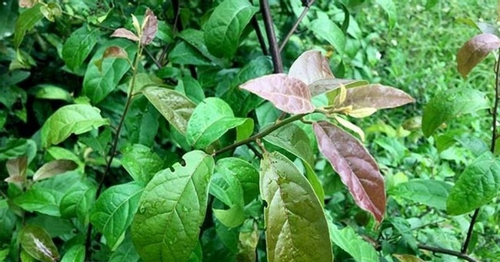Loại cây dễ trồng, mọc nhiều ở Việt Nam chứa hợp chất ngừa ung thư
