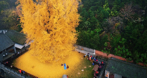2 cây bạch quả nổi tiếng Trung Quốc chuyển màu vàng rực, đẹp như cảnh siêu thực