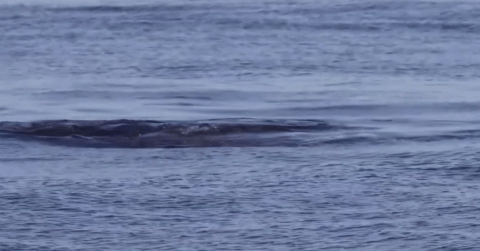Du khách bị sốc chứng kiến sư tử biển xé xác cá mập xanh, xơi tái giữa biển