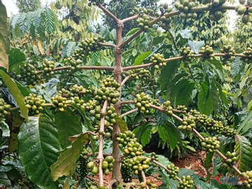 Số hoá nông nghiệp nâng cao giá trị nông sản, giúp người dân thoát nghèo