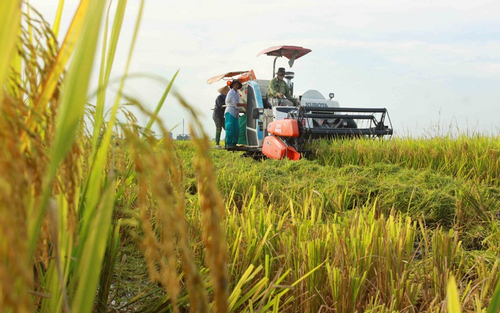 Một triệu ha lúa chất lượng cao gắn với tăng trưởng xanh