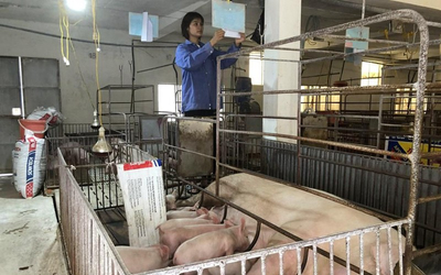Ngành chăn nuôi gặp khó khi chi phí đầu vào tăng cao