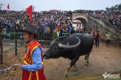 Trâu chọi vô địch tại lễ hội ở Vĩnh Phúc được xẻ thịt bán 5 triệu đồng/kg