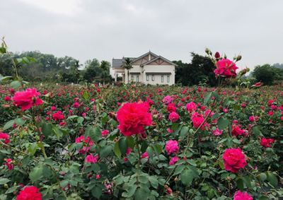 Vườn hồng 6.000m2 đẹp mê mẩn của người phụ nữ ở Hà Nội