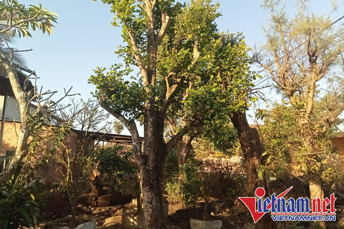 Thị trường cây cảnh cho nhà vườn 'chết lâm sàng' theo bất động sản
