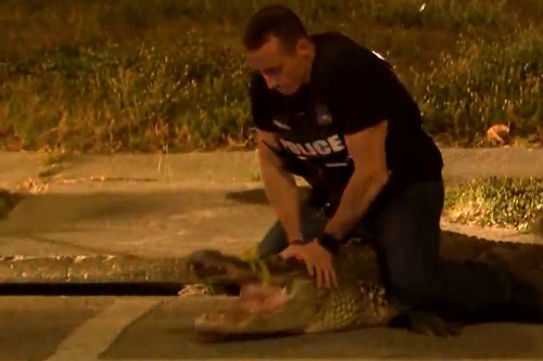 Cảnh sát Mỹ khống chế cá sấu nơi công cộng