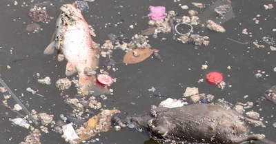 Cá chết trên kênh Nhiêu Lộc - Thị Nghè, người dân lo ngại nguồn nước ô nhiễm
