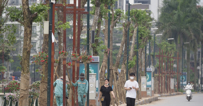 Cây giáng hương thay thế hàng nhãn ở không gian đi bộ Trịnh Công Sơn