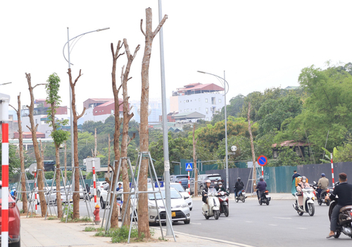 Hàng cây 2,5 tỷ nghi chết khô trên con đường mới thông xe ở Hà Nội