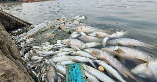 Cá chết nổi trắng hồ điều hòa lớn nhất thành phố Hà Tĩnh