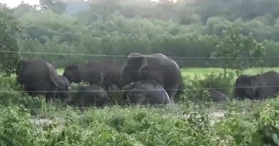Đàn voi hơn 10 con ra bìa rừng tìm thức ăn ở Đồng Nai