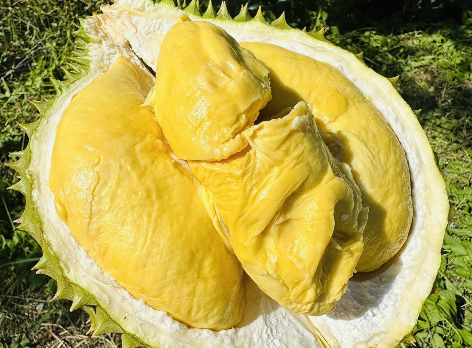 Bùng nổ đơn hàng từ Trung Quốc, xuất khẩu rau quả sẽ lập kỷ lục mới