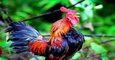 Giống gà đắt đỏ gáy giống tiếng cười, khách khắp thế giới tò mò tới xem