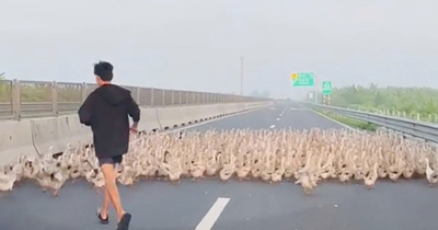 Đàn vịt hàng trăm con bất ngờ tràn vào cao tốc Trung Lương - Mỹ Thuận
