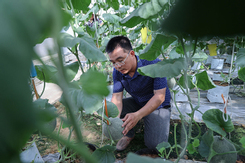 Nghệ An: Áp dụng công nghệ cao trồng dưa lưới hiệu quả cao