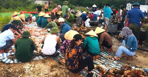 Chủ trại sốc vì 8.000 con gà chết ngạt, cả làng chung tay vặt lông, rao bán giúp