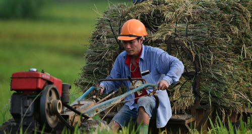 1 triệu ha lúa chất lượng cao thu 9 triệu tấn gạo: Chưa trồng đã đắt khách mua