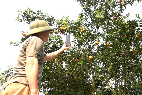 Vườn cam