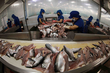 Cá tra xuất khẩu góp phần thúc đẩy giảm nghèo đa chiều ở Đồng Tháp