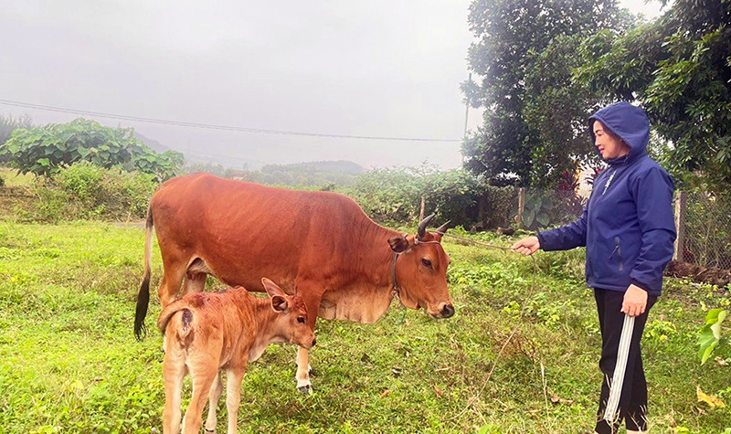 hội viên phụ nữ phát triển các mô hình chăn nuôi .jpg