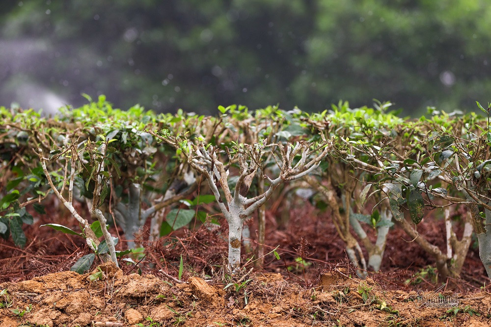 ocop tuyen quang.jpg