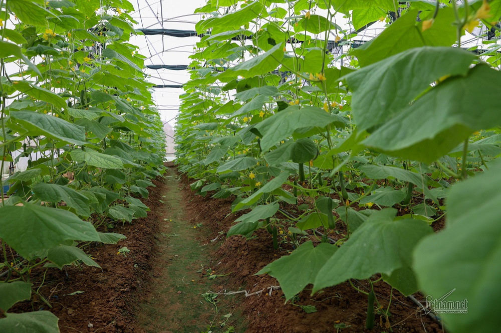 vn1 6830 trang trai dua chuot.jpg